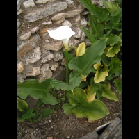Arum (3)